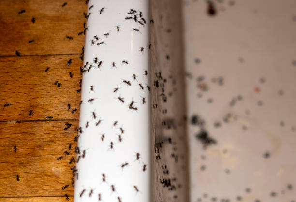 Best Mosquito Control Services  in El Cerrito, CA