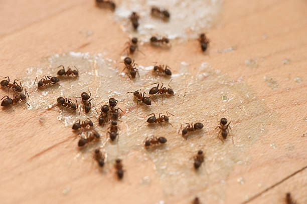  El Cerrito, CA Pest Control Pros